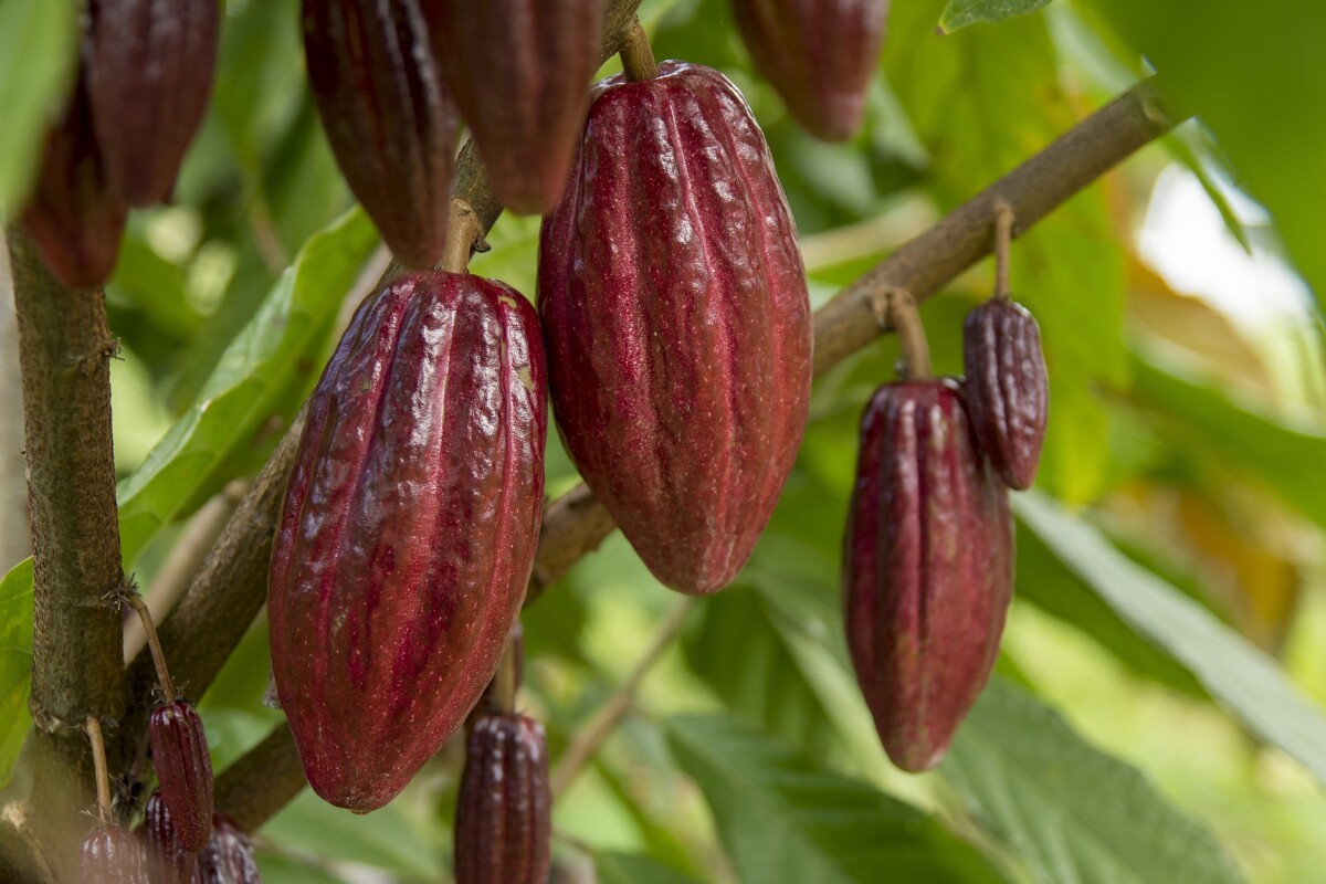 cacao tree pod