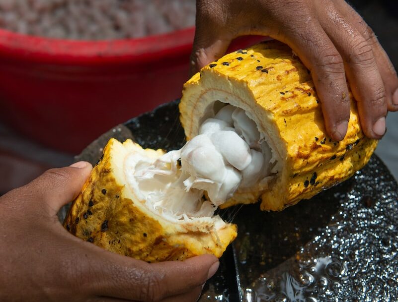person splitting cacao pod